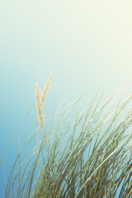 Poster Duinen met gras en blauwe hemel, Luskentyre strand, Schotland