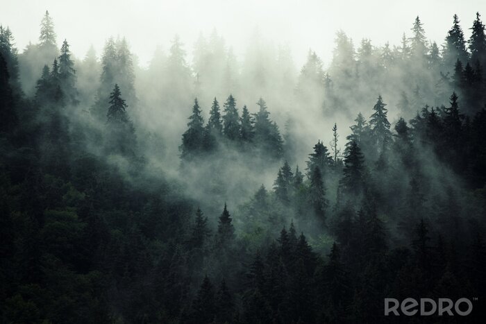 Poster Duisternis in het bos