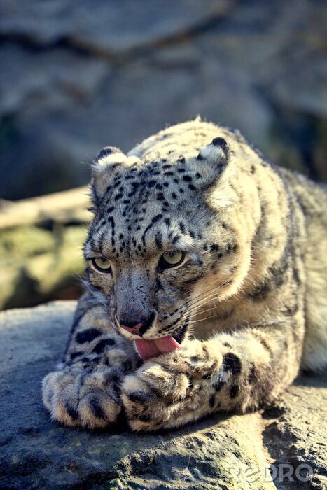 Poster Duizendpoot diertje ligt op een steen