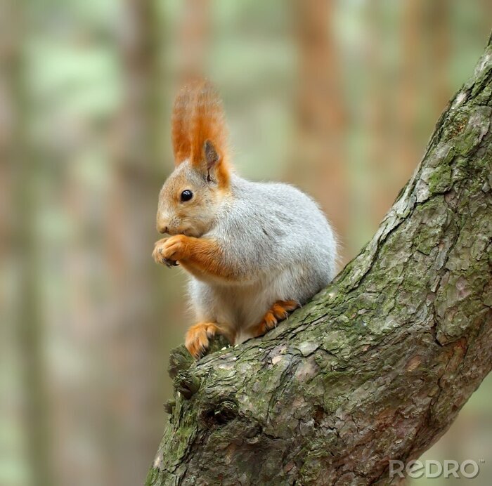 Poster Eekhoorndier met een noot