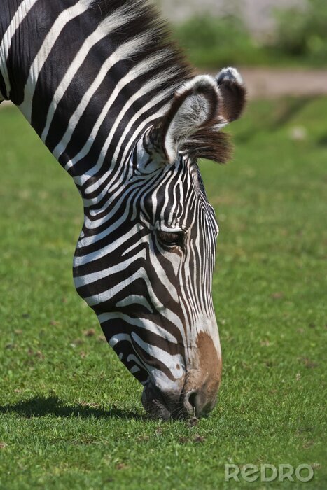 Poster Een Afrikaanse dankbaar zebra kust de moeder aarde. Wild mooie hoefdier toont zijn natuurlijke huid patroon. Het hoofd van de gestreepte Afrikaanse paard.