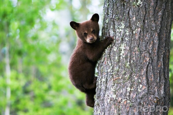 Poster Een Amerikaanse zwarte beer klampt zich vast aan de kant van de boom