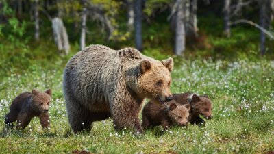Een berenfamilie op een open plek in het bos