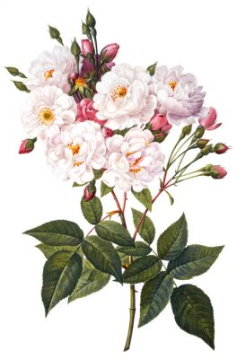 Poster Een bloeiende tak van een roos op een witte achtergrond