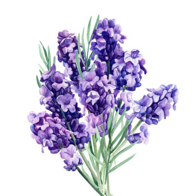 Poster Een boeket geurende lavendelbloemen