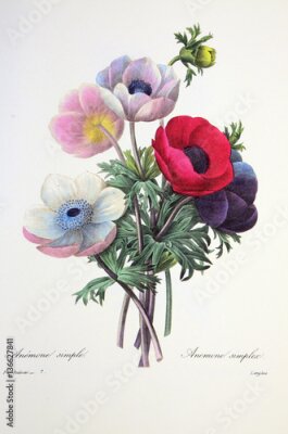 Poster Een boeket kleurrijke klaprozen in retrostijl.