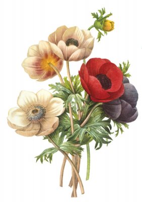 Poster Een boeket planten van veldbloemen