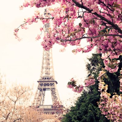 Poster Een boom met roze bloemen in Parijs