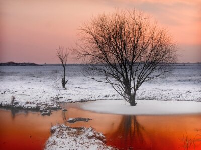 Een boom op een winterlandschap