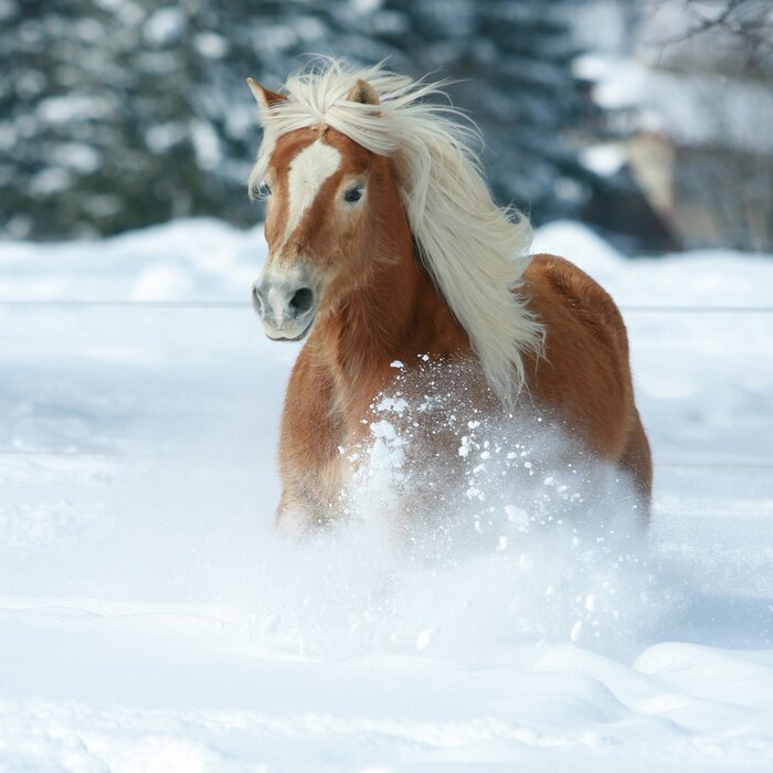 Poster Een bruin paard galoppeert in de sneeuw.