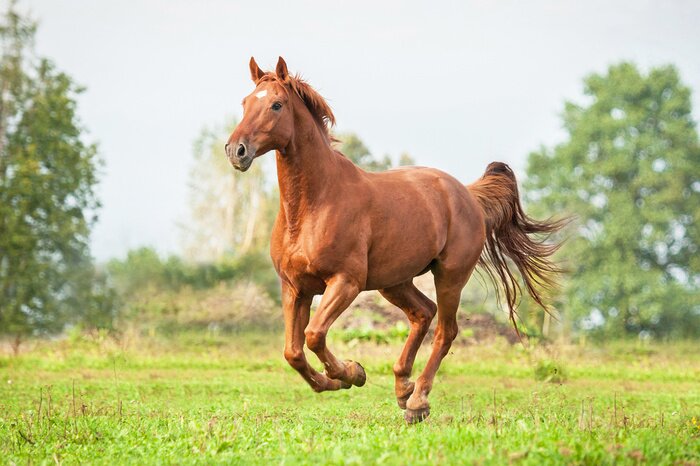 Poster Een bruin paard galoppeert op een zomerdag.