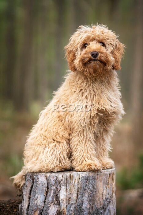 Poster Een bruine hond zittend op een boomstronk