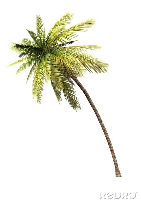 Poster Een buigende palmboom op een lichte achtergrond