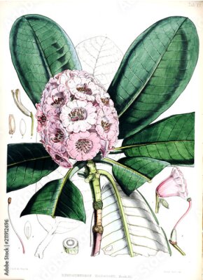 Poster Een cartoonachtige illustratie van een rododendron.