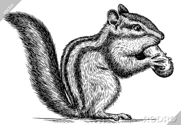 Poster Een eekhoorn die een noot eet