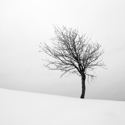 Poster Een eenzame boom op een heuvel