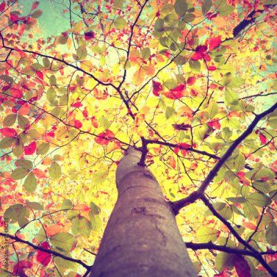 Poster Een enkele boom getooid in herfstkleuren.