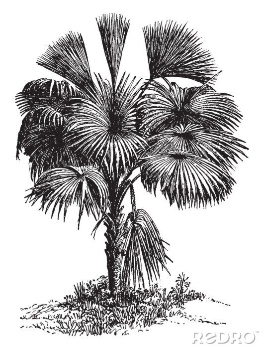 Poster Een enkele palmboom in zwarte en witte kleuren