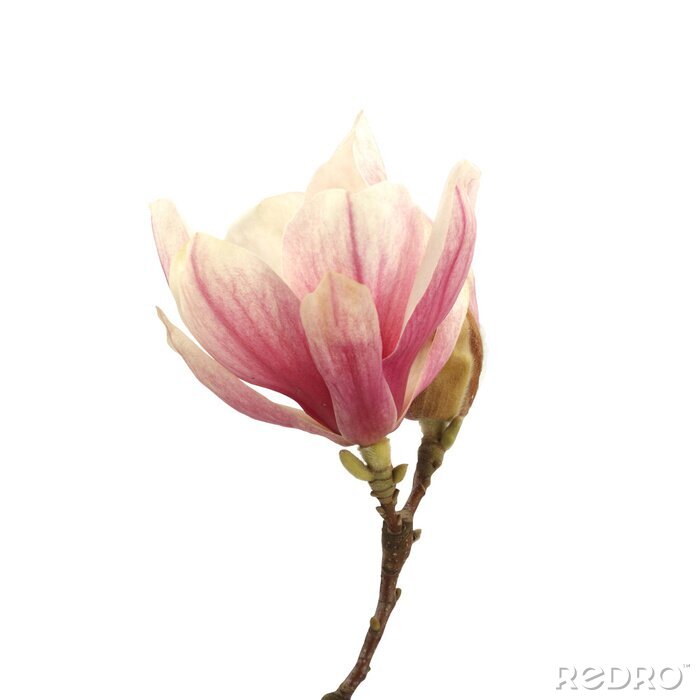 Poster Een enkele roze magnolia