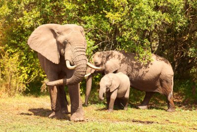 Een familie olifanten aan de rand van het bos