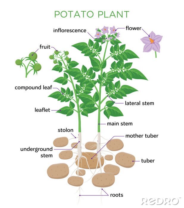 Poster Een gebloemde aardappel met een beschrijving van de opbouw van de plant