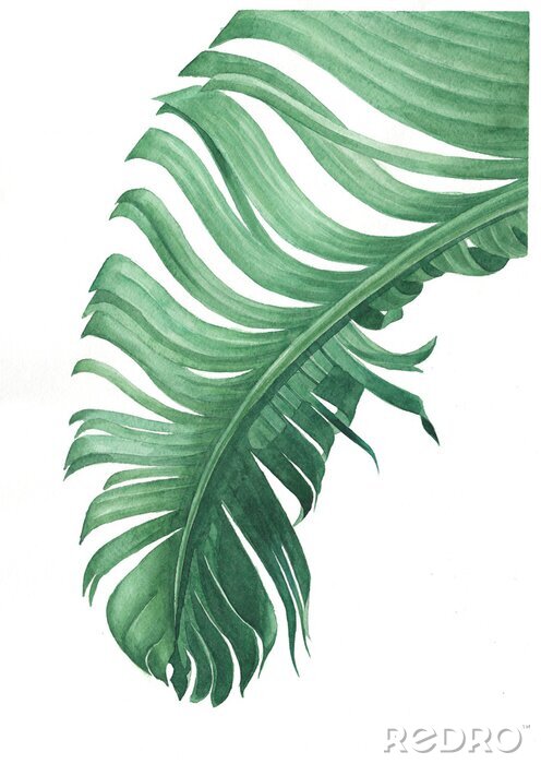 Poster Een gevouwen palmblad