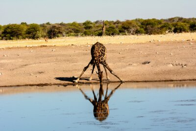 een giraffe drinken bij een waterput