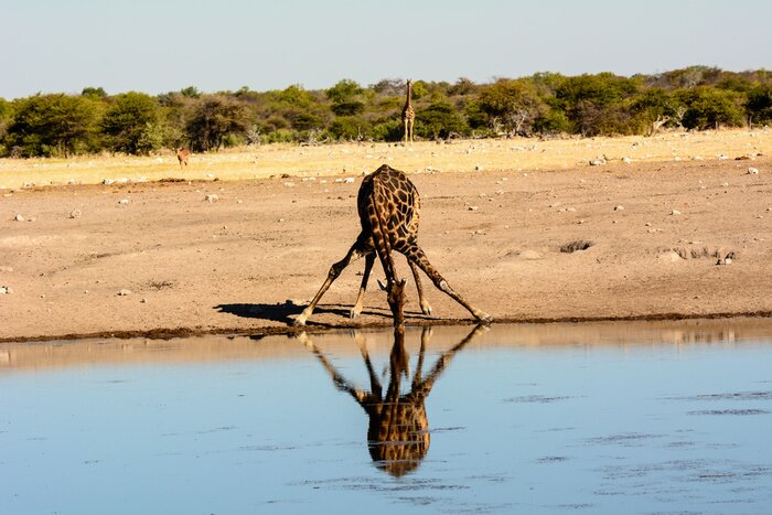 Poster een giraffe drinken bij een waterput