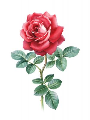 Een grafische weergave van een rode roos