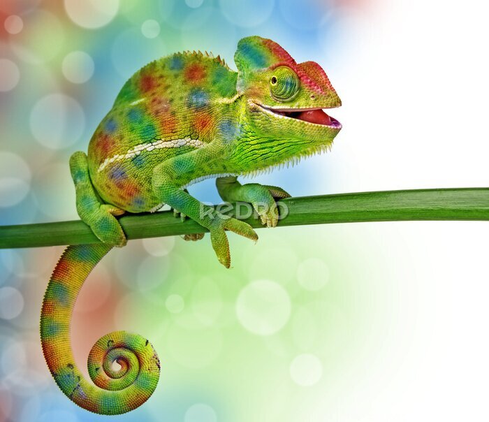 Poster Een grappige kameleon op een groene tak