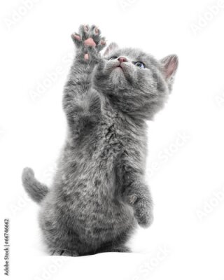 Poster Een grijs kitten met zijn pootje omhoog op een witte achtergrond.