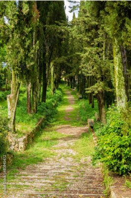 Poster Een groene laan omgeven door een rij loofbomen.