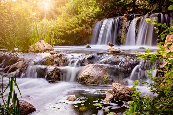 Poster Een groep eenden glijdt over een waterval.