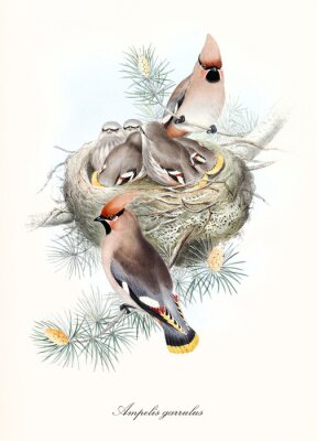 Een grote familie vogels en een nest