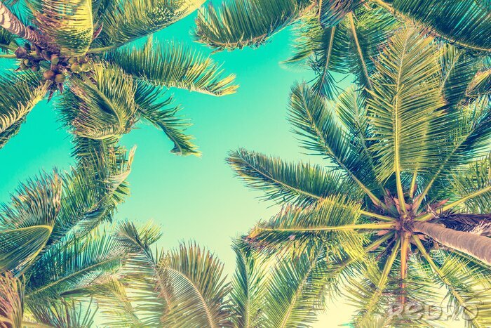 Poster Een heerlijke zomer onder de palmbomen