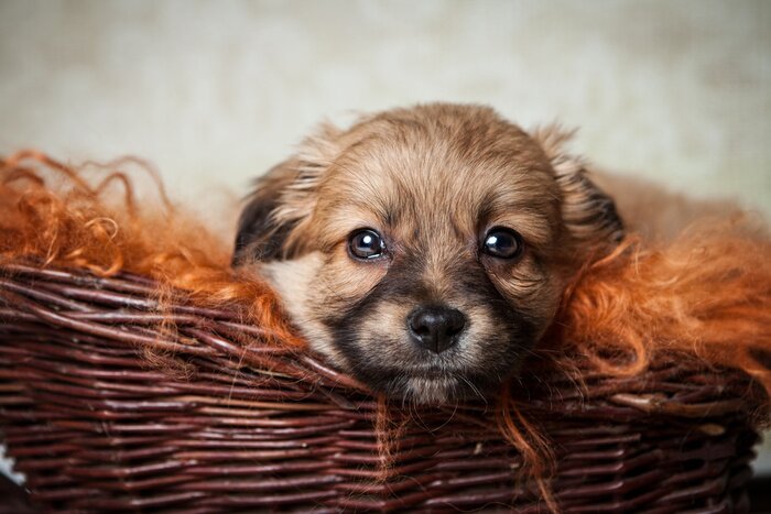 Poster Een hond in een mand