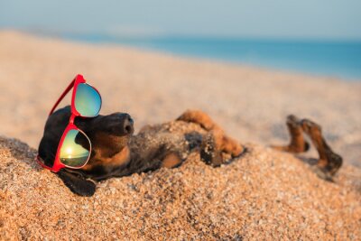 Poster Een hond met een bril begraven in het zand