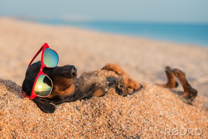 Poster Een hond met een bril begraven in het zand