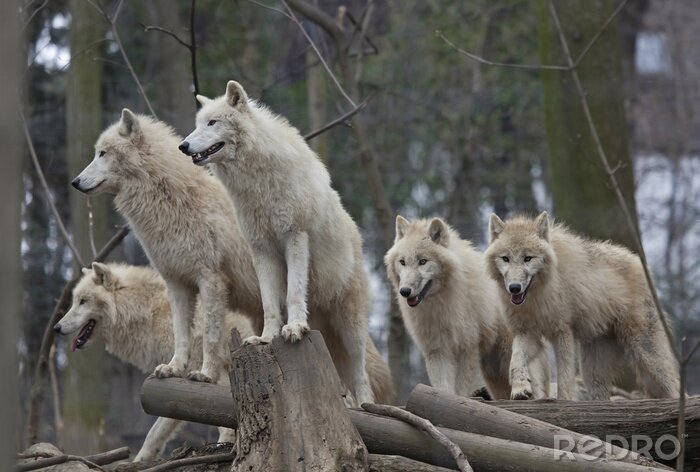 Poster Een horde wolven
