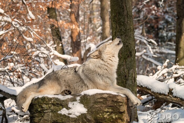 Poster Een huilende wolf op een rots