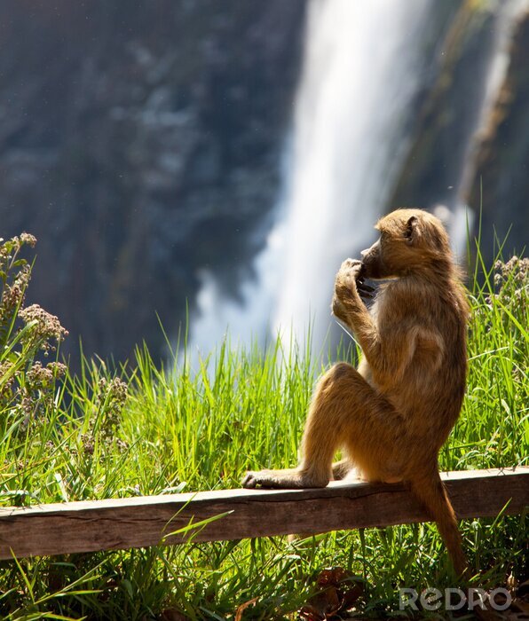 Poster Een huisdierenaap op de achtergrond van een waterval