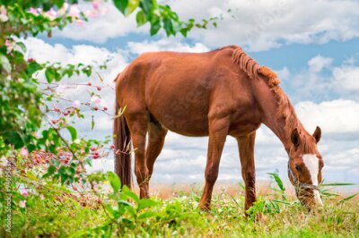 Poster Een kastanjebruin paard graast in een weiland.