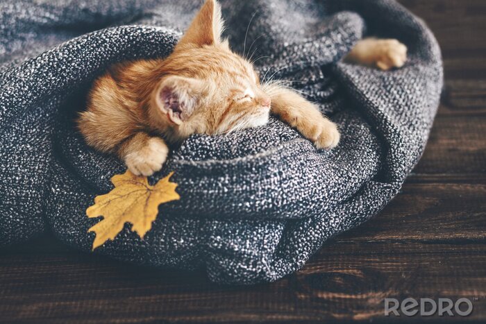 Poster Een kat gewikkeld in een deken