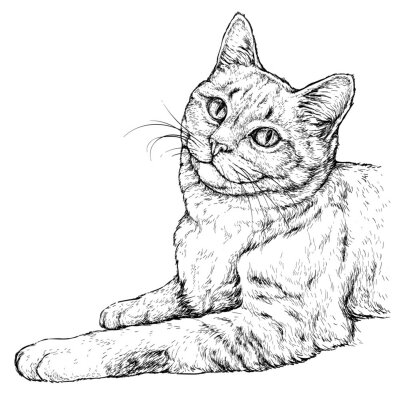 Poster Een kat in de stijl van een handgetekende tekening