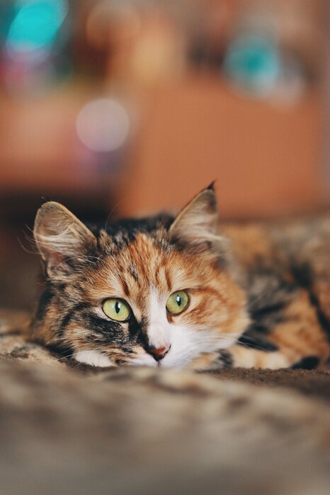 Poster Een kat met kleurrijke vlekken