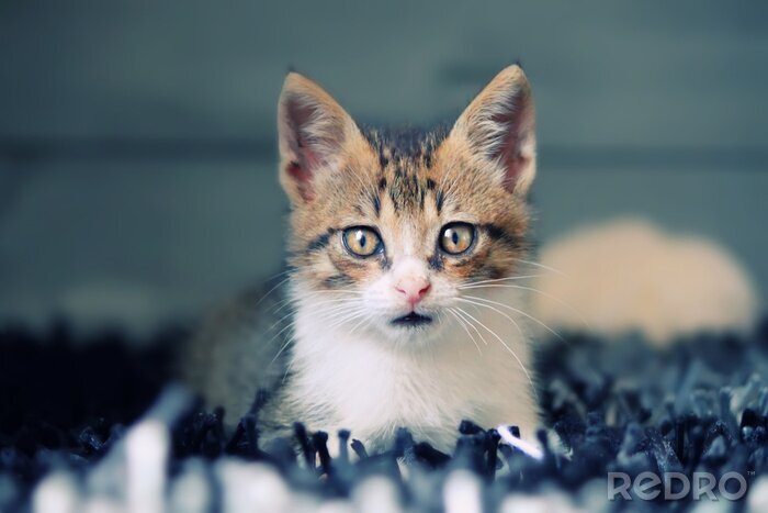 Poster Een klein huisdier