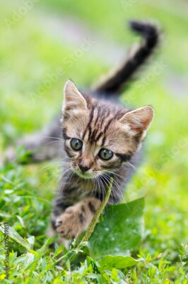 Poster Een kleine grijze kat op het gras