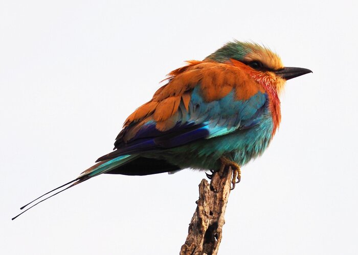 Poster Een kleine kleurrijke vogel