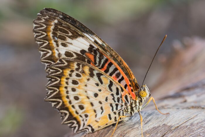 Poster Een kleurrijke vlinder in de natuur