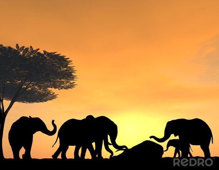 Poster Een kudde olifanten in de ondergaande zon